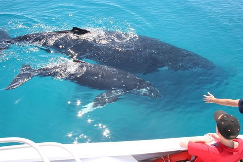 Whale Watching Cruise From Redcliffe, Brisbane Or The Sunshine Coast - Australia Accommodation 3