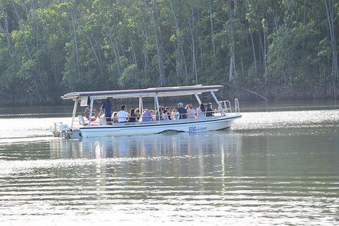 Daintree - Cape Tribulation & Atherton Tablelands Tours From Port Douglas - Australia Accommodation 16