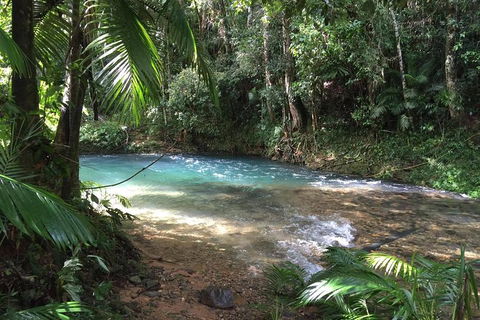 Daintree - Cape Tribulation & Atherton Tablelands Tours From Port Douglas - Australia Accommodation 5