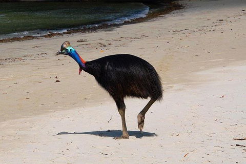 Daintree - Cape Tribulation & Atherton Tablelands Tours From Port Douglas - Australia Accommodation 17