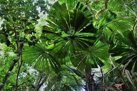 Daintree - Cape Tribulation & Atherton Tablelands Tours From Port Douglas - Australia Accommodation 22