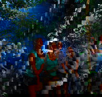 Daintree Rainforest Night Walk from Cape Tribulation - Australia Accommodation