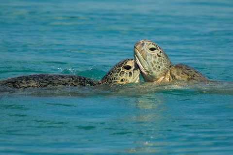 Great Sandy Marine Park Turtle Discovery And Cultural Eco Tour - Australia Accommodation 7