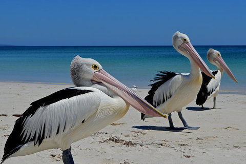 Great Sandy Marine Park Turtle Discovery And Cultural Eco Tour - Australia Accommodation 4