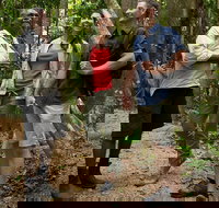 Mossman Gorge Dreamtime Walk and Low Isles Snorkeling and Sailing Cruise - Australia Accommodation