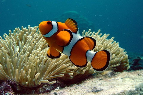 Cairns Reef And Rainforest Combo: Daintree Rainforest And The Great Barrier Reef - Australia Accommodation 1