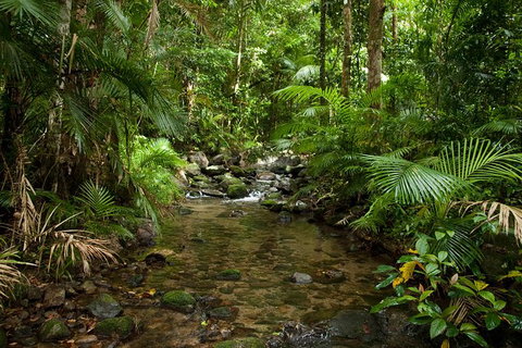 Cairns Reef And Rainforest Combo: Daintree Rainforest And The Great Barrier Reef - Australia Accommodation 7