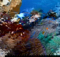 Quicksilver Dive 4 Day PADI Learn to Dive Course - Australia Accommodation