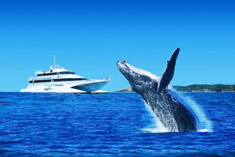 Tangalooma Island Resort Premium Dolphin Feeding Day Cruise With Whale Watching - Australia Accommodation 0