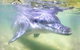 Tangalooma Island Resort Premium Dolphin Feeding Day Cruise With Whale Watching - thumb 1
