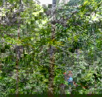 Cape Tribulation and Jungle Surfing Adventure Day from Port Douglas - Australia Accommodation