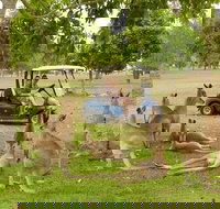 Small-Group Wildlife and Rainforest Tour from Port Douglas - Australia Accommodation