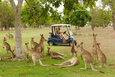 Small-Group Wildlife And Rainforest Tour From Port Douglas - Australia Accommodation 0
