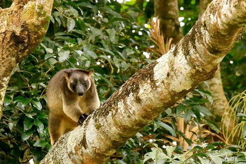 Small-Group Wildlife And Rainforest Tour From Port Douglas - Australia Accommodation 1