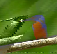 Daintree River Dawn Cruise - Australia Accommodation