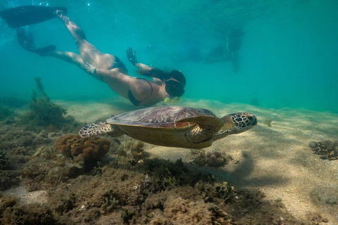 Half Day Low Isles Snorkelling Tour From Port Douglas - Australia Accommodation 6