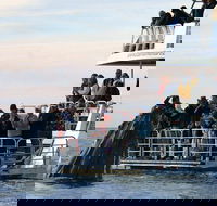 Hervey Bay Whale Watching Cruise - Australia Accommodation