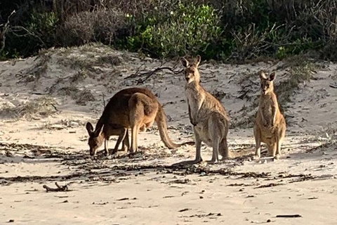 Bribie Island Boat And 4x4 Beach Tour - Australia Accommodation 9