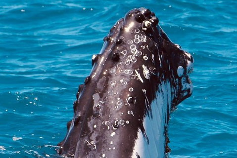 Bribie Island Boat And 4x4 Beach Tour - Australia Accommodation 7