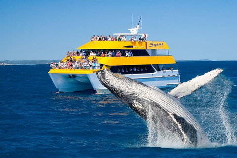 Spirit Of Hervey Bay Whale Watching Cruise - Australia Accommodation 0