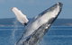 Spirit Of Hervey Bay Whale Watching Cruise - thumb 1