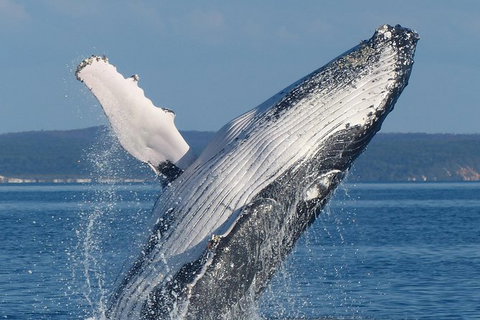 Spirit Of Hervey Bay Whale Watching Cruise - Australia Accommodation 1