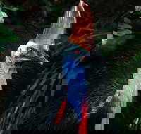 Wildlife Habitat Port Douglas - Australia Accommodation