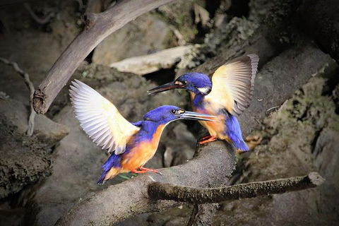 Daintree River Sunset Cruise - Australia Accommodation 1