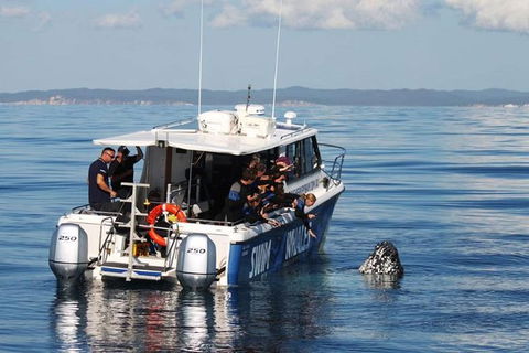 Hervey Bay Whale Swim And Watch - Australia Accommodation 0