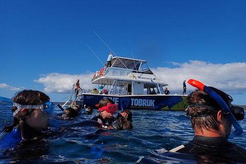 Hervey Bay Whale Swim And Watch - Australia Accommodation 5