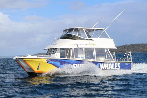 Hervey Bay Whale Swim And Watch - Australia Accommodation 2