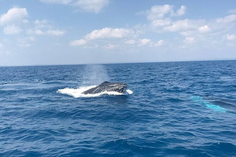 Hervey Bay Whale Swim And Watch - Australia Accommodation 6