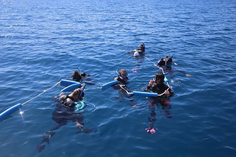 Hervey Bay Whale Swim And Watch - Australia Accommodation 8