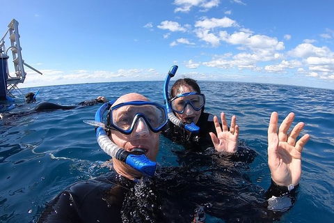 Hervey Bay Whale Swim And Watch - Australia Accommodation 4