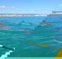 Half-Day Kayak with Dolphins and 4WD Beach Drive from Rainbow Beach - Australia Accommodation