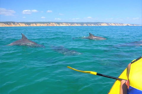 Half-Day Kayak With Dolphins And 4WD Beach Drive From Rainbow Beach - Australia Accommodation 0