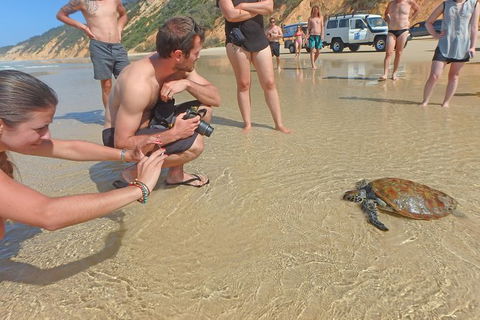 Half-Day Kayak With Dolphins And 4WD Beach Drive From Rainbow Beach - Australia Accommodation 11