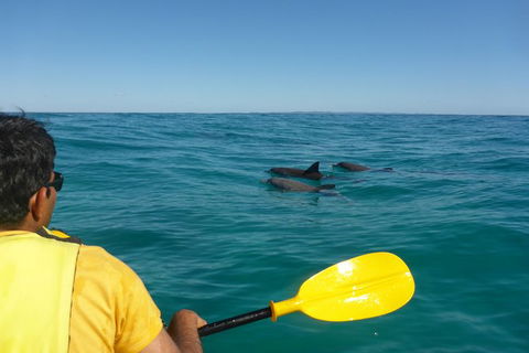 Half-Day Kayak With Dolphins And 4WD Beach Drive From Rainbow Beach - Australia Accommodation 6
