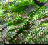 Cape Tribulation Daintree Rainforest and Wildlife Tour - Australia Accommodation