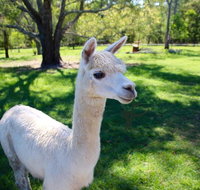 Half Day Animal Tour - Australia Accommodation