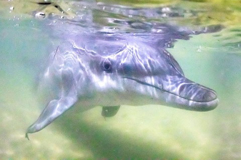 Premium Dolphin Feeding Day Cruise To Tangalooma Island Resort On Moreton Island - Australia Accommodation 0