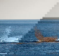 Whale Watching Ocean Tour - Australia Accommodation