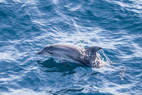 All Inclusive Dolphin And Tangalooma Wrecks Cruise Departing Gold Coast - Australia Accommodation 7