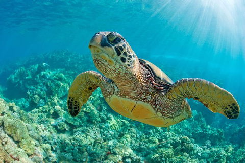 All Inclusive Dolphin And Tangalooma Wrecks Cruise Departing Gold Coast - Australia Accommodation 10
