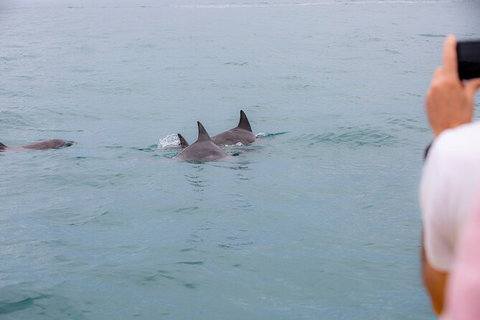 Noosa Oceanrider Scenic Dolphin Safari - Australia Accommodation 6