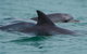 Noosa Oceanrider Scenic Dolphin Safari - thumb 2