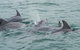 Noosa Oceanrider Scenic Dolphin Safari - thumb 3