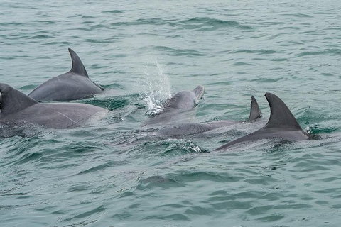 Noosa Oceanrider Scenic Dolphin Safari - Australia Accommodation 3