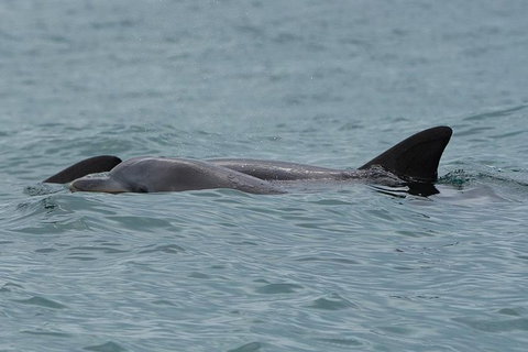Noosa Oceanrider Scenic Dolphin Safari - Australia Accommodation 4