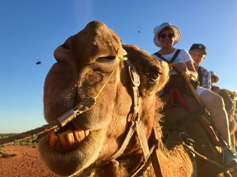 Uluru Small-Group Tour By Camel At Sunrise Or Sunset - Australia Accommodation 7